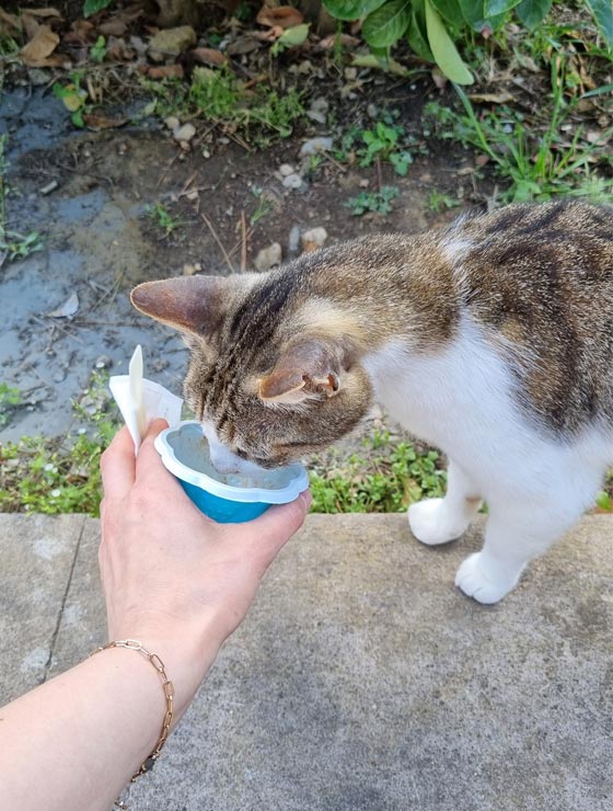 Cat smelling gelato