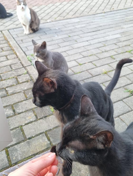 Friendly cats in Rome